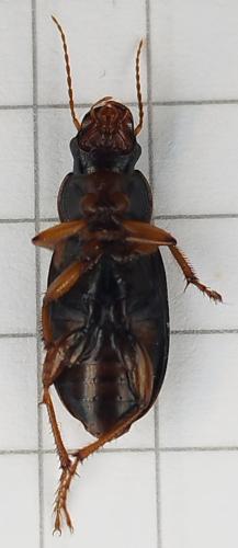 Réf. 347 601 : Pseudoophonus rufipes